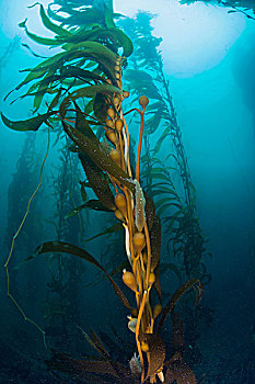 水下视角,海藻,巨藻,下加利福尼亚州,墨西哥