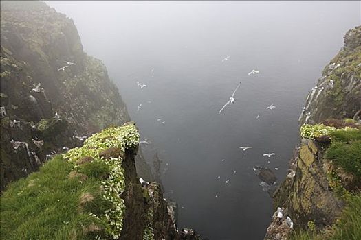 黑脚三趾鸥,三趾鸥,生物群,悬崖,西部,峡湾,冰岛