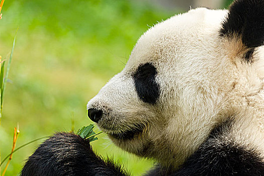 熊猫,吃,竹子,特写