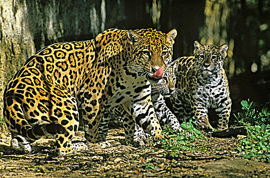美洲虎,大型猫科动物,幼兽