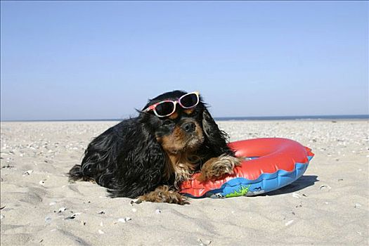 查尔斯王犬,游泳,墨镜,海滩