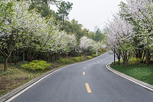 南京,景区,道路,汽车,背景