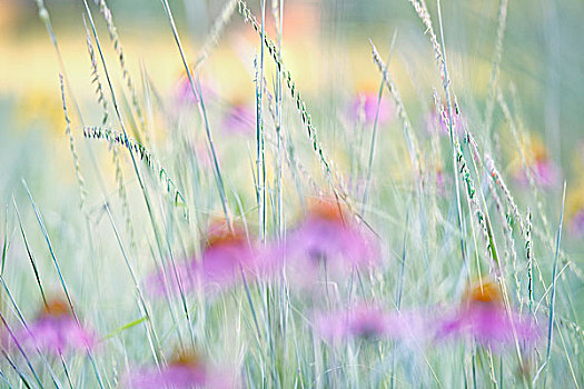 抽象,金花菊,草原,北美