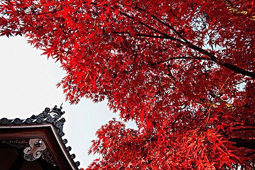 上面,庙宇,屋顶,树,红叶