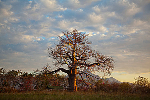 猴面包树,坦桑尼亚,非洲