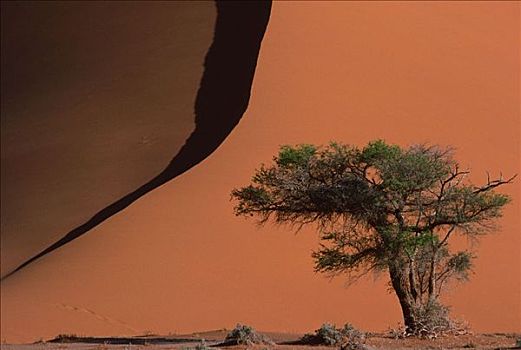 树,沙丘,纳米比亚