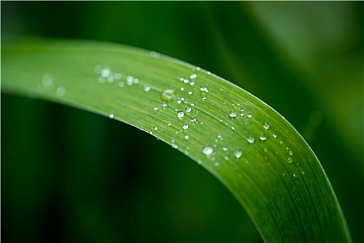 绿色,草,智慧,雨滴