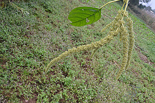 白苋,植物,花,一年生,夏天,夏日,苋科,蔬菜,植株