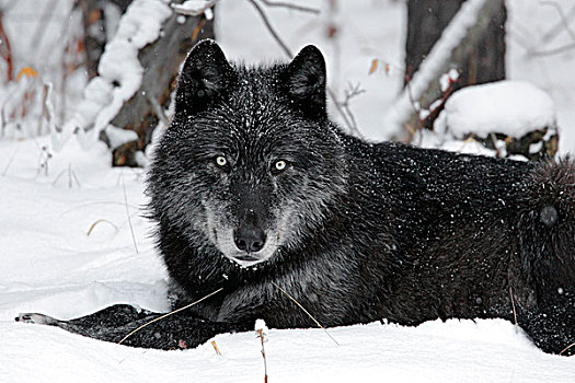 野生,黑色,大灰狼,狼,班芙国家公园,艾伯塔省,加拿大
