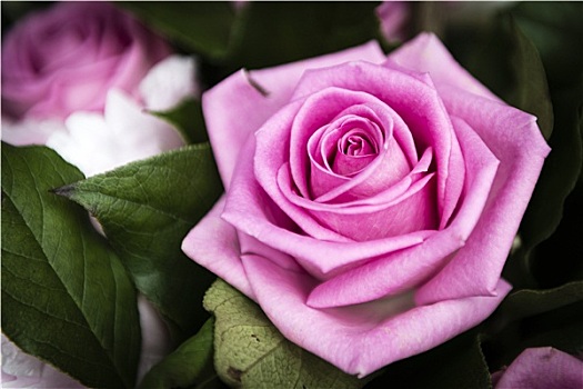 漂亮,粉红玫瑰,花,花园,完美,礼物