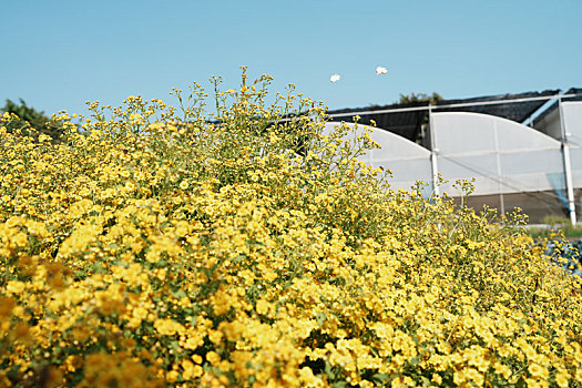 羊城广州番禺万顷沙农科院基地的初冬美景之金黄色菊花