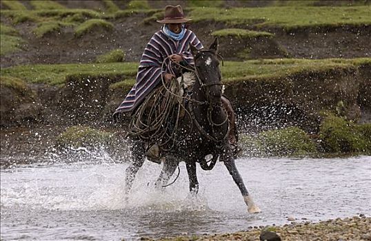 牛仔,骑,迅速,家养马,马,河流,庄园,牛,圈拢,靠近,安迪斯山脉,厄瓜多尔