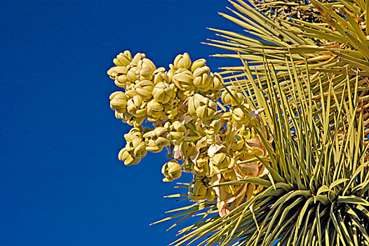 约书亚树,短叶丝兰,开花,约书亚树国家公园,加利福尼亚