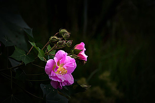 美丽的芙蓉花,木芙蓉,拒霜花,木莲,地芙蓉,华木