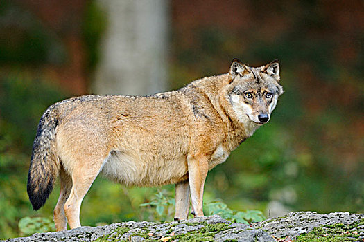 肖像,灰太狼,巴伐利亚森林国家公园,巴伐利亚,德国