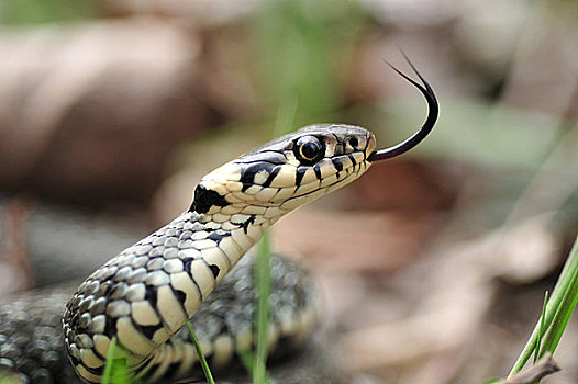 草蛇,游蛇,伸出舌头,国家公园,奥地利,特写