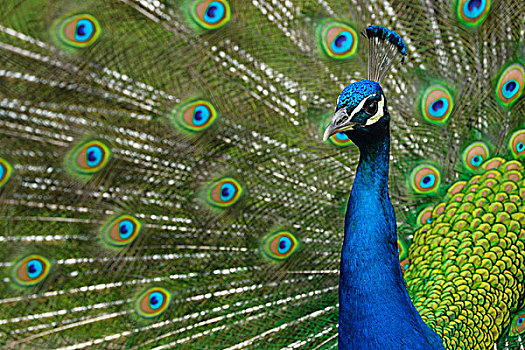 孔雀,蓝色,蓝孔雀,展示,俘获,动物,公园,奥地利,欧洲