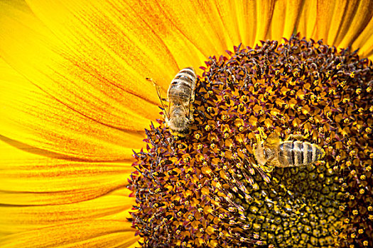 西部,蜂蜜,蜜蜂,栖息,向日葵,特写,风景,花,斯图加特,巴登符腾堡,德国,欧洲