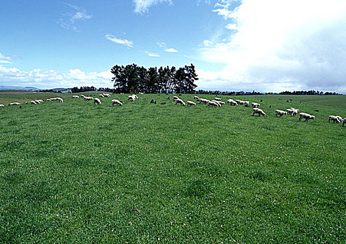 新西兰,绵羊,放牧,地点