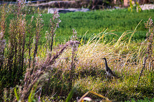 湿地的长脖子鸟