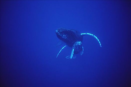驼背鲸,大翅鲸属,鲸鱼,友好,毛伊岛,夏威夷,提示,照相