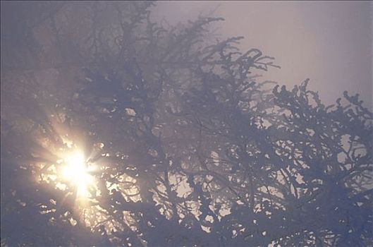 太阳,树,雾,景色