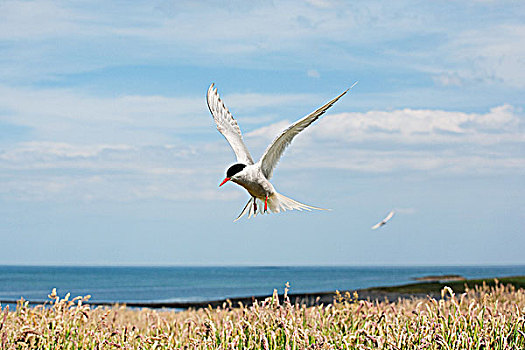 北极燕鸥,飞,法恩群岛,诺森伯兰郡,英格兰