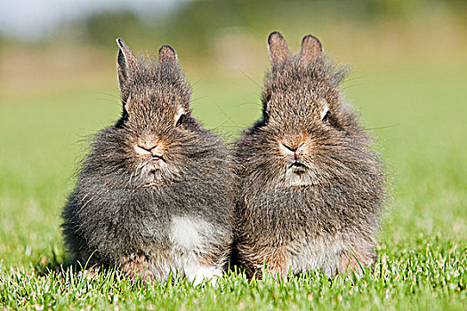 两个,兔子,坐,草
