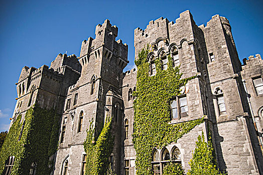 阿什福德城堡,常春藤,仰视,爱尔兰