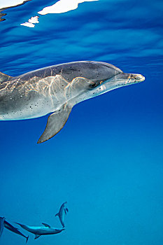 斑海豚,巴哈马