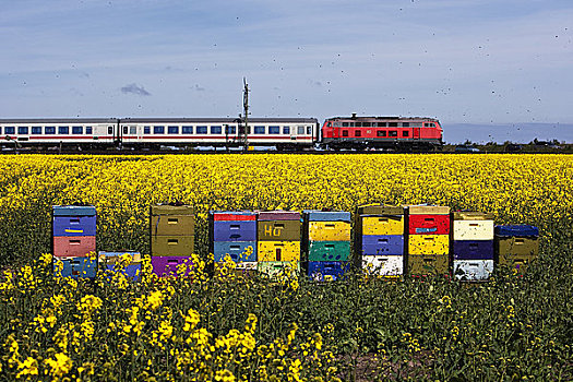 彩色,蜂巢,油菜地,列车,背景,德国