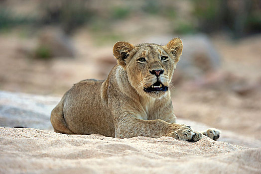 雌狮,狮子,成年,女性,专注,闻,看,坐,干枯河床,沙子,禁猎区,克鲁格国家公园,南非,非洲