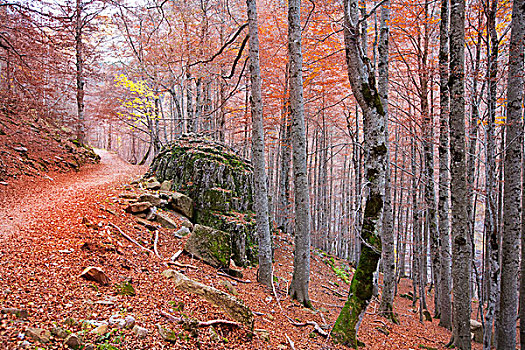秋天,山毛榉,比利牛斯山脉,奥德萨,韦斯卡,西班牙
