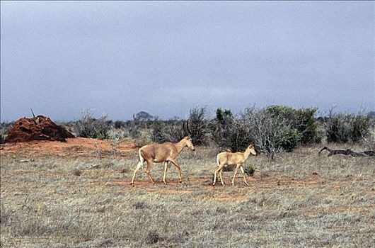 小,牧群,干燥,东察沃国家公园,羚羊,危险,临近,灭绝,长