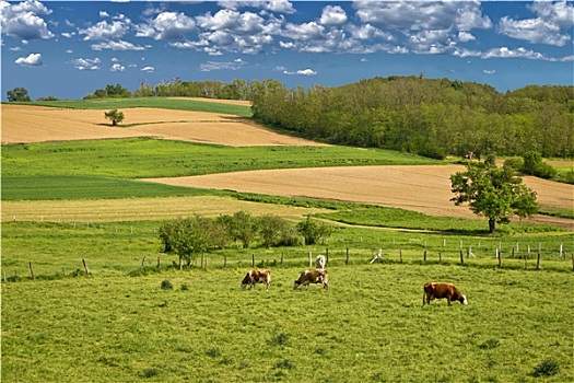 母牛,牧群,绿色,风景