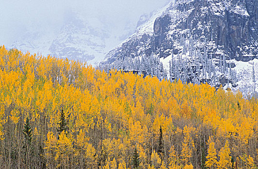 金色,秋天,白杨,积雪,顶峰,圣胡安山,安肯帕格里国家森林,科罗拉多