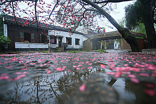 桃树,桃花,落英,花瓣