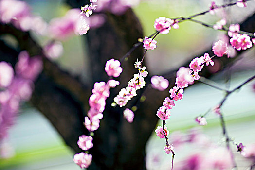 桃花盛开的春光里