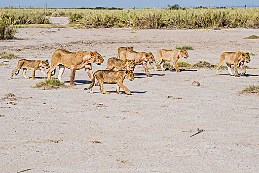 东非,肯尼亚,安伯塞利国家公园,自豪,雌狮,狮子,幼兽,走开,杀,大幅,尺寸