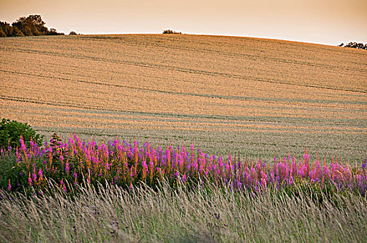 柳兰,花,旁侧,农作物,日落,诺森伯兰郡,英格兰,英国,欧洲