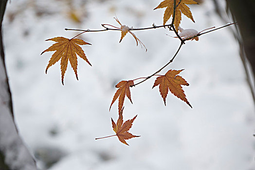 雪中的秋叶