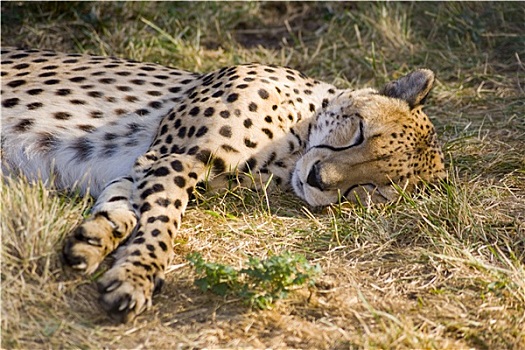 睡觉,印度豹