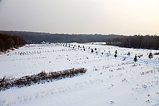 林海雪原,森林,白雪,吉林,延边