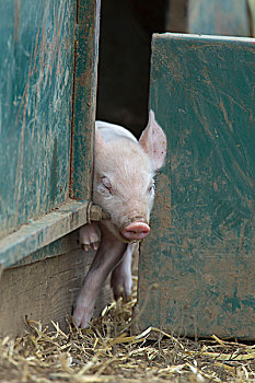 家猪,小猪,挤,室外,猪舍,英国,欧洲