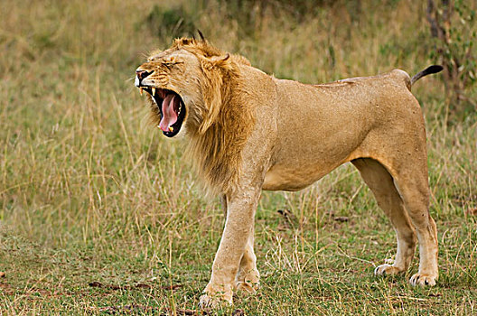 叫,狮子,马赛马拉,肯尼亚,东非
