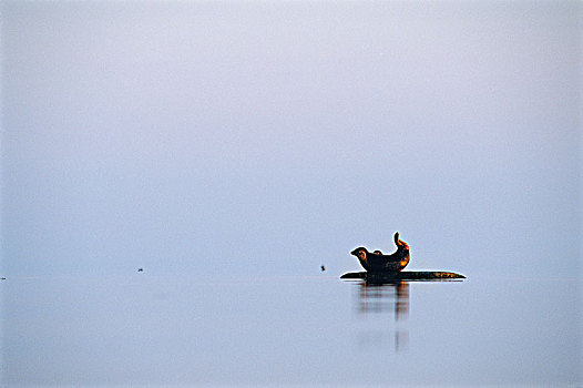 斑海豹,悬崖,瑞典