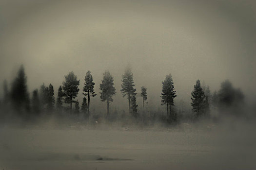 树,遮盖,雾