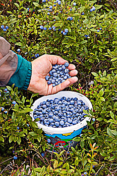 蓝莓,增加,新鲜,野外,桶,活泼,安大略省,加拿大