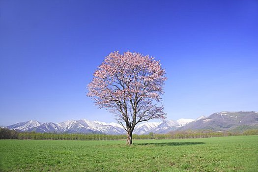 平原,山脉