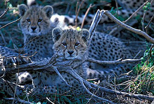 非洲,肯尼亚,马塞马拉野生动物保护区,印度豹,幼兽,猎豹,休息,旁侧,树枝,热带草原